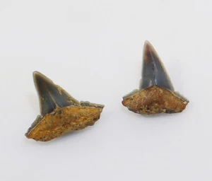 Dente di squalo, Galeocerdo sp.?, Terziario, Oligocene, Sulzheim, Germania -L11 - Foto 1 di 7