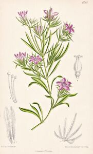 Nigella Integrifolia Turkestan Botanik flower botany lithograph Curtis 8245