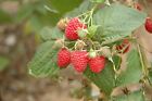 Himbeere 'Glen Ample' Rubus idaeus C5 40-50cm, aromatisch & ertragreich