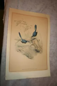 Litografía cromada vintage MALURUS HYPOLEUCUS placa VII de John Gould - Imagen 1 de 8