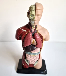 Edu-Toys Anatomisches Menschliches Torso-Körpermodell Anatomie 6 Organe Vintage - Bild 1 von 9