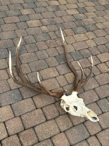 Bois de cerf, cerf, bois, trophée, cornes, préparateurs - Photo 1/5