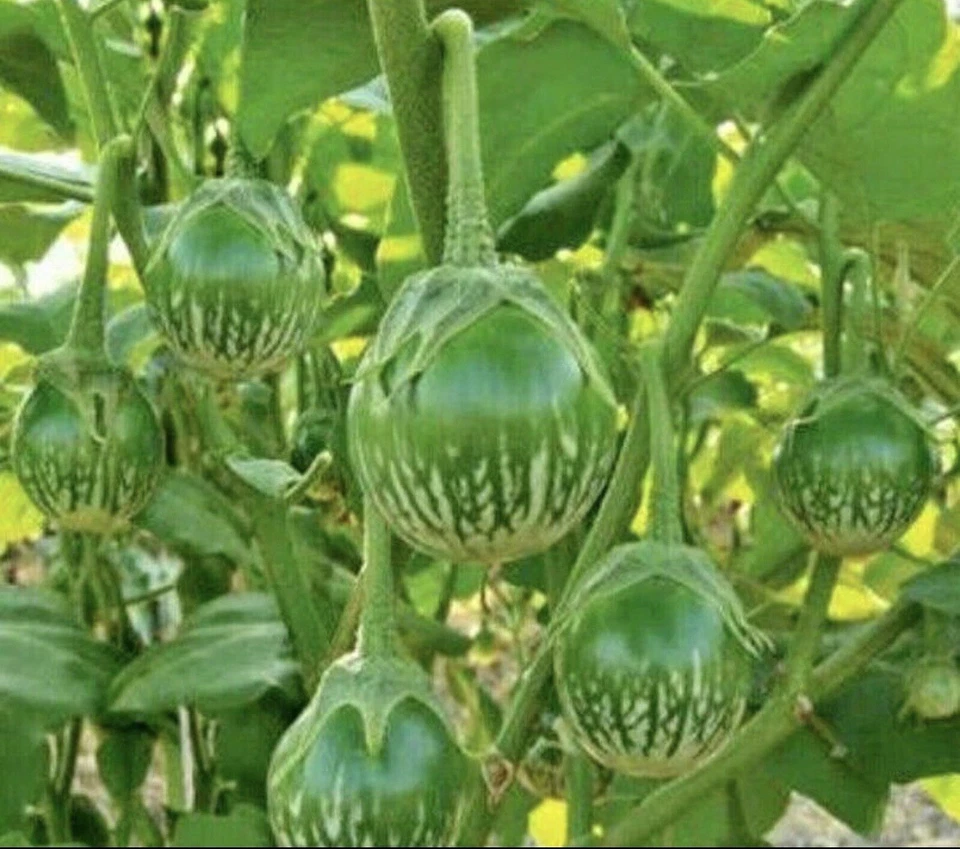 50+ Round Thai Green Eggplant Seeds. BUY 2 Get 2 Free (Add 2 in cart) - Image 1 of 1