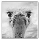 2 x Square Stickers 10 cm - Grumpy Ostrich Bird  #41633
