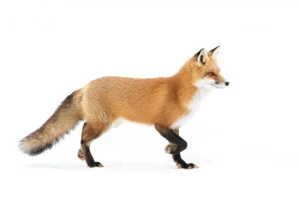 Impresión giclee fotografía de vida silvestre Red Fox Algonquin Park por Jim Cumming - Imagen 1 de 3