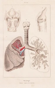 Lung Organs Anatomy Menschen Human Steel Engraving Guerin-Meneville - Picture 1 of 1