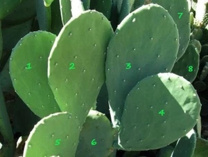 Spineless Prickly Pear Cactus Pads Organic Plant Health & Beauty Regimen, 2 Lot - Picture 1 of 17