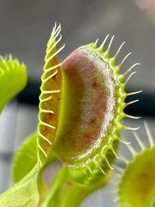 Typical potted Venus flytraps - Picture 1 of 6