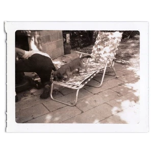 Polaroid Photo of Dog Sniffing a Butt - 1960s Man Fixing Lawnmower and Lounger - Picture 1 of 2