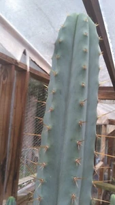 Echinopsis cactus "Magnus" biggest yet!!! 28" SLAB tip cut - Picture 1 of 2