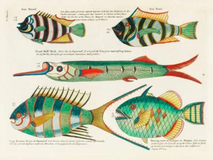 Ilustraciones de peces encontrados en Molucas Indonesia y las Indias Orientales 3 - Imagen 1 de 3
