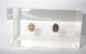 8 Spot Golden Leaf Beetle + 10 Star Golden Leaf Beetle Set Learning Aid BK2S - Picture 1 of 8