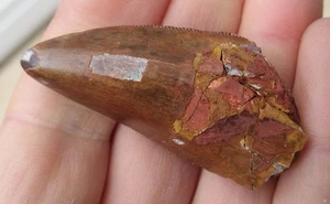 Diente de Carcharodontosaurus 5,3 cm (2,09 pulgadas) Dinosaurio/Rapaz período Cretácico - Imagen 1 de 8