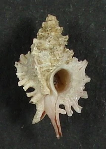 MUREX MACTANENSIS 18.07mm SUPER CHOICE SPECIMEN Panglao, Bohol Is., Philippines - Picture 1 of 2