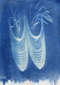 Cianotipia Cyanotype A3, SCARPE NEL BOSCO, Rita Mungiardi 2022 - Foto 1 di 12