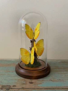 Triple Yellowish Butterflies, Phobeus pilea, in a Dome - Bild 1 von 2