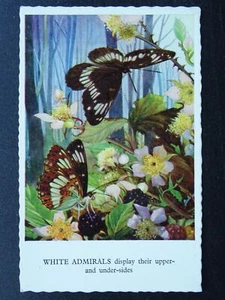 Butterfly Theme WHITE ADMIRALS Display Their Underside - Old Postcard by E. Ward - Picture 1 of 2