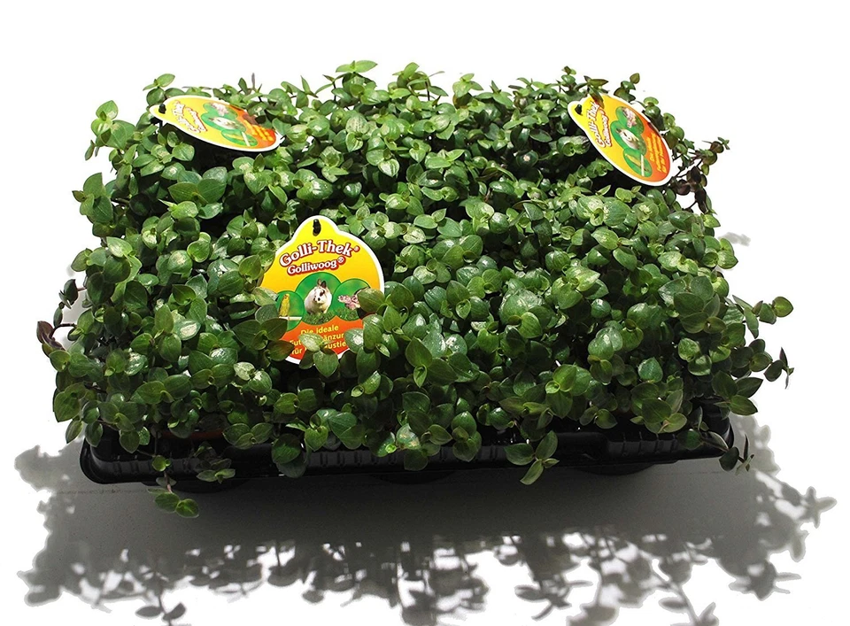 Golliwoog (Callisia repens) - 6 Stück - Futterpflanze für Bartagamen, Vögel ect. - Bild 1 von 1