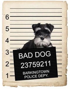 Miniature Schnauzer Mugshot Bad Dog Fridge refrigerator Car Magnet - Picture 1 of 6