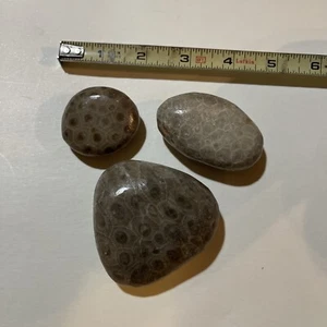 Genuine Michigan Polished Petoskey Stone - Set Of 3 - Hand Polished Fossil C2-3 - Picture 1 of 7