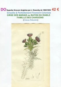 XIX è - CHARDON CIRSE DES MARAIS (Cnicus Palustris) Superbe Gravure de 1802/1839 - Picture 1 of 2
