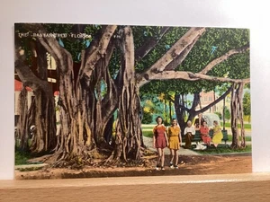 Quiet Gathering Under a Banyan Tree in Florida: Vintage Postcard - Picture 1 of 3