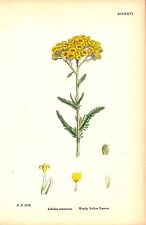 WOOLLY YELLOW YARROW Antique English botanical lithograph 1864    