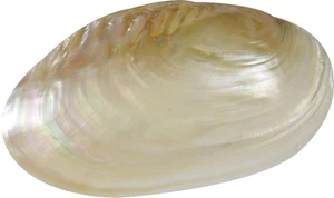 2 Süßwassermuscheln Paar Perlen Handwerk Muscheln 6-7" (2er Set) - Bild 1 von 1