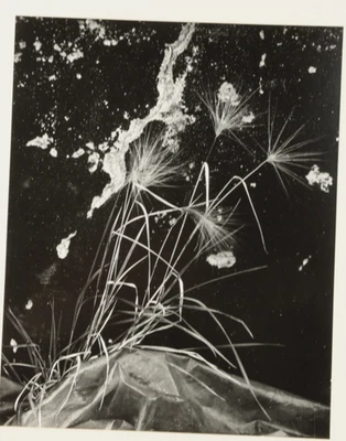Brett Weston "Weeds an Wall" - 1972 Firmado 11X14 Gelatina de Plata, De Colección Foto 1 de 4
