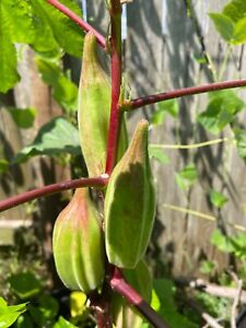 50 Hill County Red Okra Seeds Heirloom