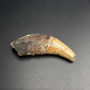 Rare Fossil Tooth - Amphicyon giganteus - Miocene "Bear-Dog" - Bosnia - 6 cm - Picture 1 of 5