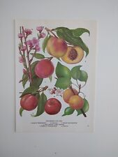 Vintage Botanical Print Peach Fruit Food Plant Illustration Wall Art 1960s 🍑 
