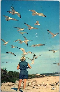Seagulls Postcard - Picture 1 of 2