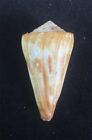 Sea shells  Conus  74.2mm