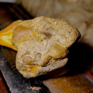 Bird Skull fossil in Stone Matrix Permineralized Compression Fossil  - Picture 1 of 22