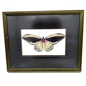 Vintage Framed Imperial Trojan Butterfly Print from 1789 | Unique Green and Blac - Picture 1 of 9