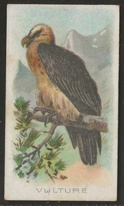 WILLS OTHER OVERSEAS-ANIMALS & BIRDS 1912 (WITH TITLE)-#48- VULTURE - Picture 1 of 2
