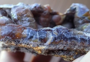 Botryoidal Fossil Coral Geode Chunk GA Agate Cabbing Specimen Craft Marine WC306 - Picture 1 of 11