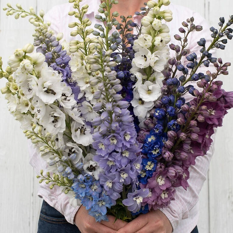 25 Delphinium Magic Fountains Mix seeds - Image 1 of 1