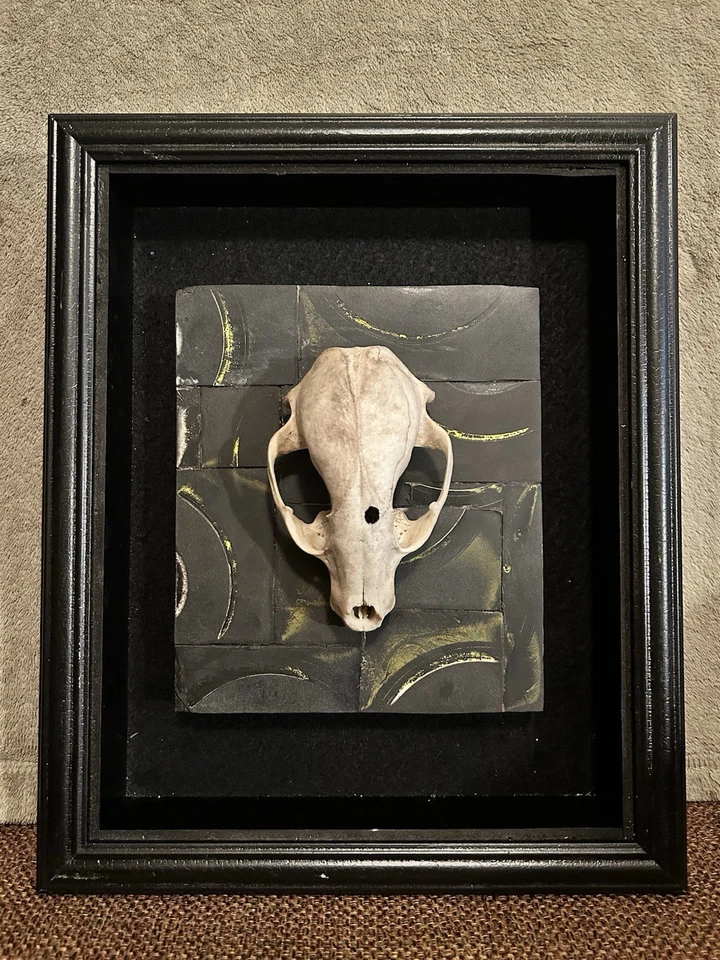 The Raccoon Foto 1 de 1