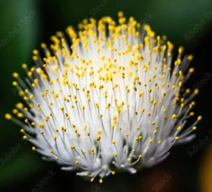 Haemanthus Albiflos 3 - Elephant's Tongue or Shaving Brush - Elegant flower - Picture 1 of 5