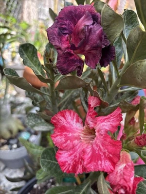 Adenium Exotic Plant Tree Flowering Two Colors Grafted Hybrid Pink And Purple - Image 1 of 4