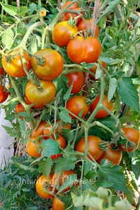 10 seltene Tomatensamen Dwarf Audrey's Love tomato seeds met.bio - Bild 1 von 12