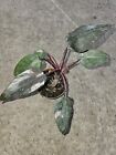 Philodendron Pink Princess erubescens Starter Plant~4 inch pot