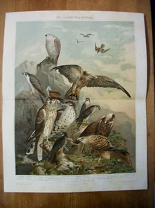 Antike Deutsche Chromolithographie DEUTSCHE RAUBVOGEL von 1896 - Bild 1 von 2
