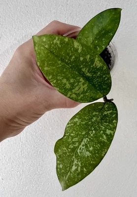 Hoya Crassipetiolata × Michele Splash RSLH10-07 rooted cutting - Image 1 of 4