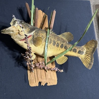 21+” Real Fish Taxidermy Wall Mount Display Driftwood Cabin Decor - Image 1 of 4