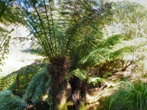 Soft Tree Fern (Dicksonia antarctica) 500 Fresh Spores - Picture 1 of 3