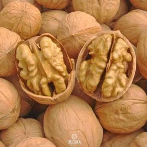 Chili walnut big size 5 PCS fresh seeds, Juglans regia Chili seeds, Walnut - Picture 1 of 8