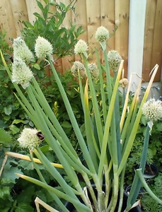 lemon grass seeds, Perennial Cambopogan Flexuous 300 Seeds O.50g - Picture 1 of 2